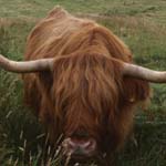 Ecosse